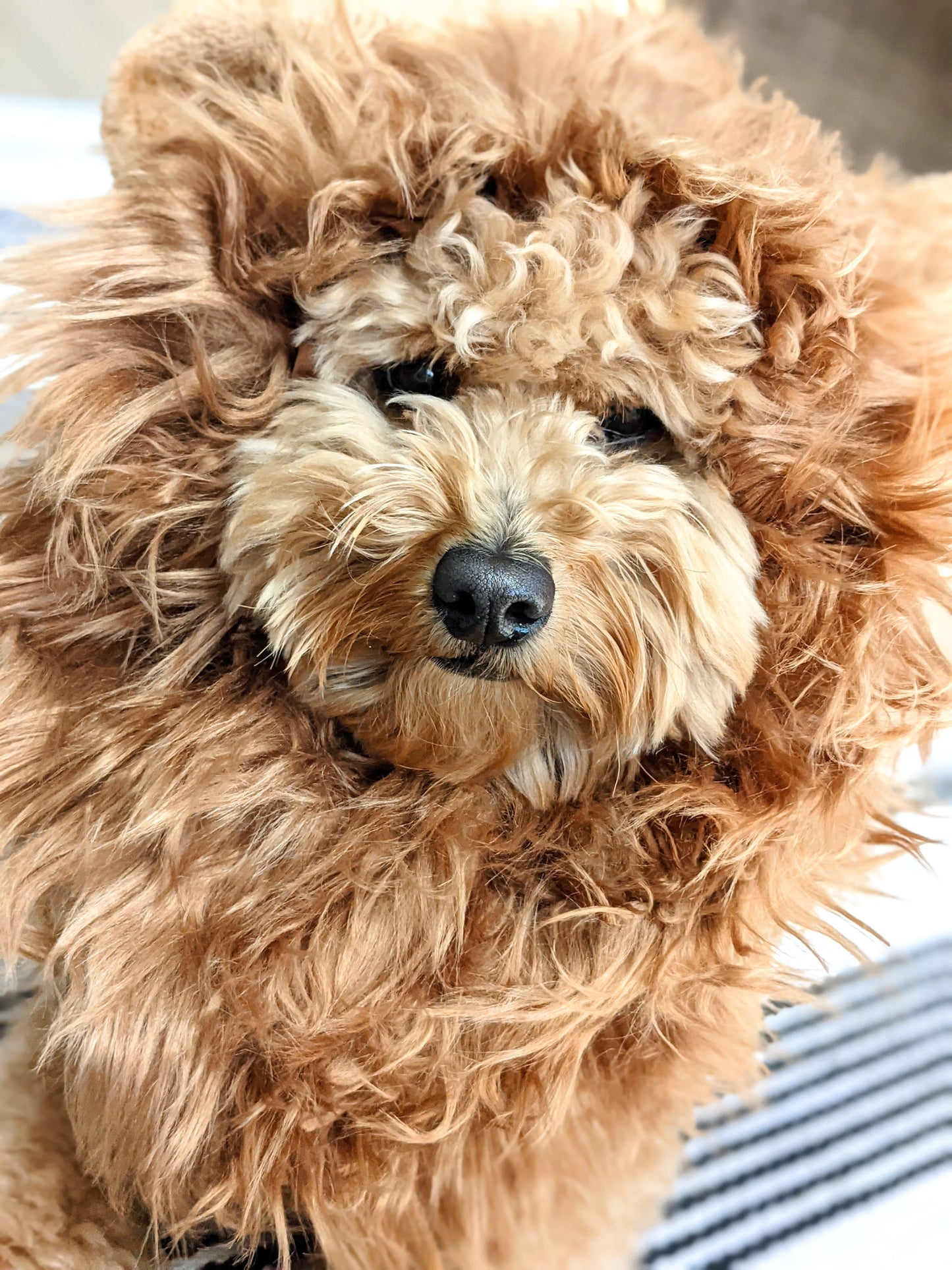 Barkley's Animal Crackers